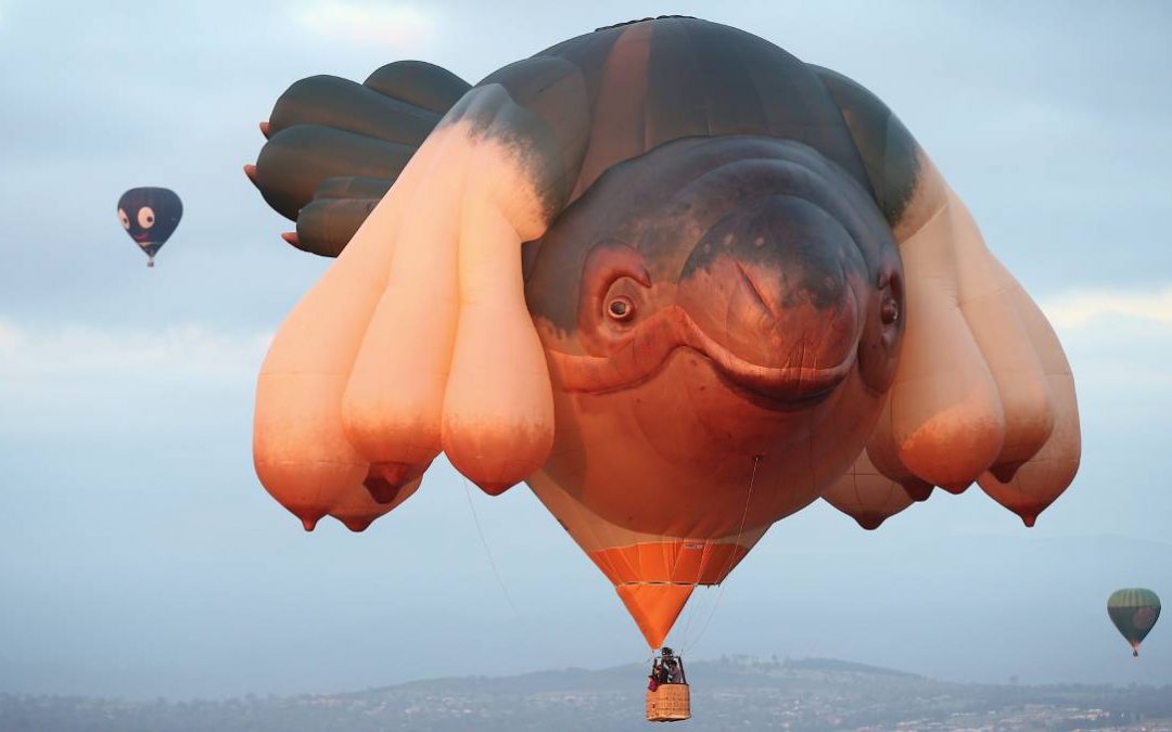 Patricia Piccinini, Skywhale finds a new home at the National Gallery of Australia
