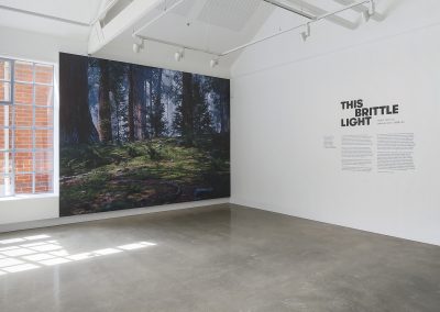 An entrance to a gallery with a large photo of a forest on the wall