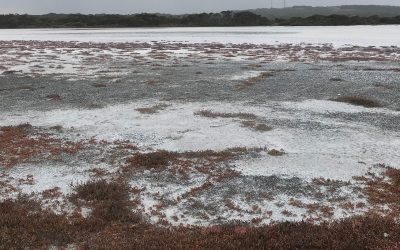 The Estuary – Concert Performance